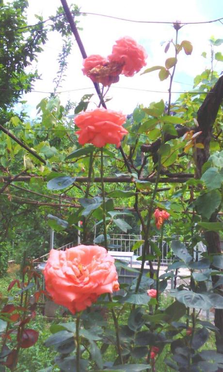 Guesthouse Valeria room 3